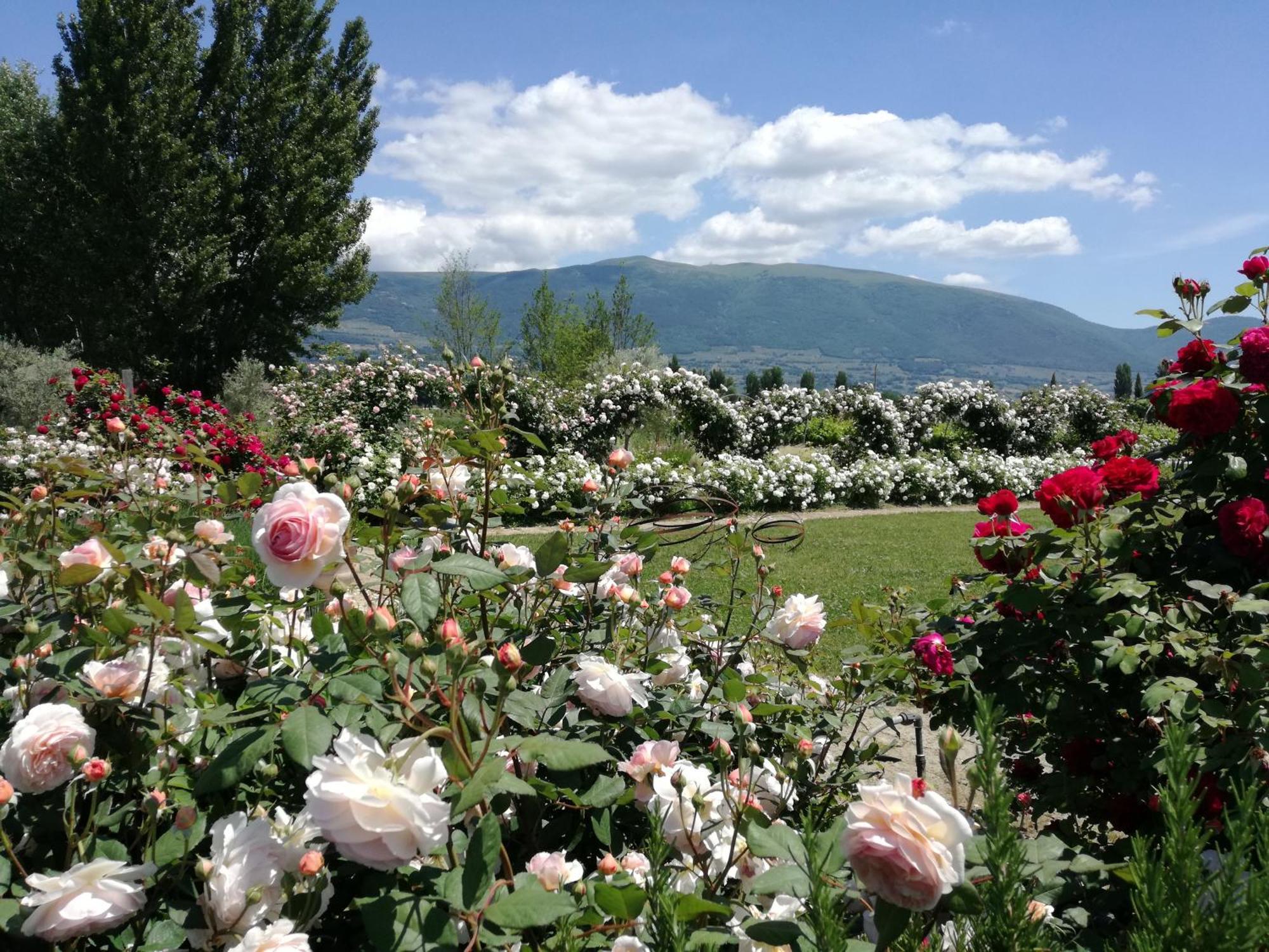 Il Fienile Di Assisi Exterior foto