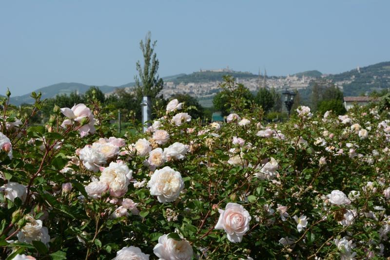 Il Fienile Di Assisi Exterior foto